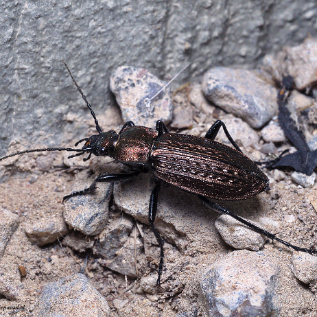 DSC03570- insta - Kettingschallebijter of gekorrelde veldloopkever (Carabus granulatus) - Watermark Kettingschallebijter of gekorrelde veldloopkever (Carabus granulatus)