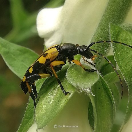 IMG_20170605_173328 - FB - Geringelde smalboktor (Leptura-Rutpela maculata) - Watermerk Geringelde smalboktor (Leptura/Rutpela maculata)