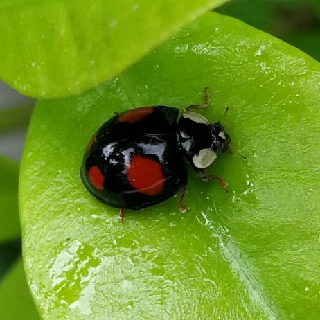 IMG_20190531_142415 Veelkleurig Aziatsch Lievheersbeestje (Harmonia axyridis spectabilis)