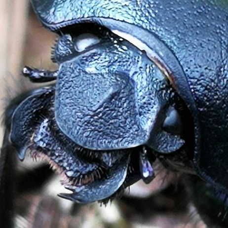 IMG_20190620_120344 Gewone mestkever (Geotrupes stercorarius)