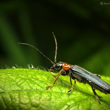 Oedemera croceicollis ♂ - Schijnboktor soort - DSC01173 - ACDSee2TIFF - Instagram Oedemera croceicollis ♂ - Schijnboktor soort