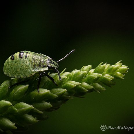 DSC08929 Groene schildwants[1] (Palomena prasina), ook wel Groene Stinkwants, Stinkwants of Groene Wants nimf