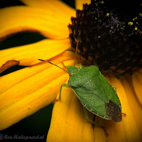 Kever wants DSC02083 -Groene schildwants (Palomena prasina), ook wel Groene Stinkwants, Stinkwants of Groene Want Groene schildwants[1] (Palomena prasina), ook wel Groene Stinkwants, Stinkwants of Groene Want