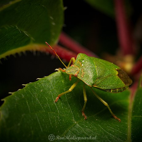 Kever wants DSC06630 -Groene schildwants (Palomena prasina), ook wel Groene Stinkwants, Stinkwants of Groene Wants Groene schildwants[1] (Palomena prasina), ook wel Groene Stinkwants, Stinkwants of Groene Wants