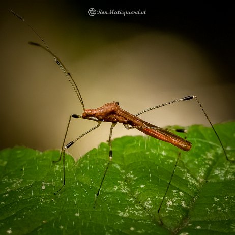 2022-09-13 - Heksenkruidsteltwants (Metatropis rufescens) - untitled - DSC00152-ARW_DxO_DeepPRIME-Edit - Instagram Heksenkruidsteltwants (Metatropis rufescens)