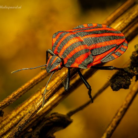 2022-09-19 - Pyjamaschildwants (Graphosoma italicu --DSC05525-ARW_DxO_DeepPRIME-Edit-Edit - Instagram Pyjamaschildwants (Graphosoma italicu
