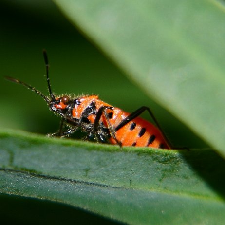 DSC00833-c - kopie Kaneelnotswants (Corizus hyoscyami)