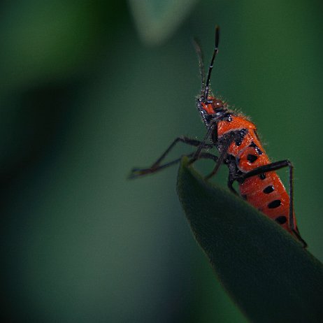 DSC00836 - Copy - kopie Kaneelnotswants (Corizus hyoscyami)