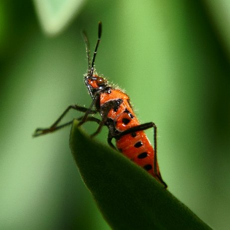 DSC00836-c - kopie Kaneelnotswants (Corizus hyoscyami)