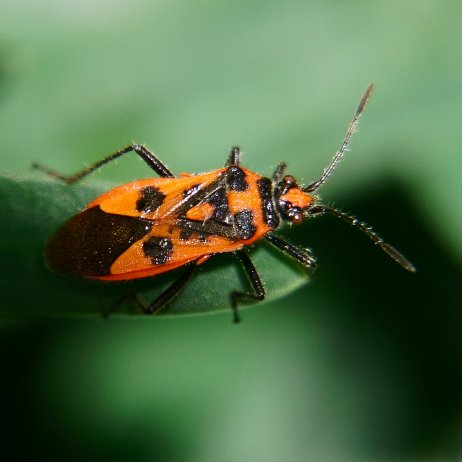 DSC00857-c - kopie Kaneelnotswants (Corizus hyoscyami)