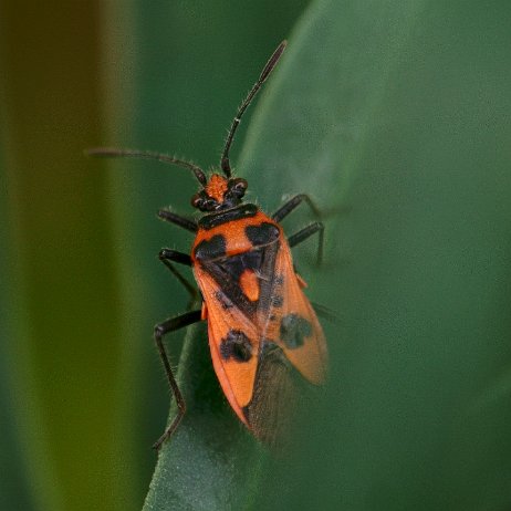 DSC00862-c - kopie Kaneelnotswants (Corizus hyoscyami)