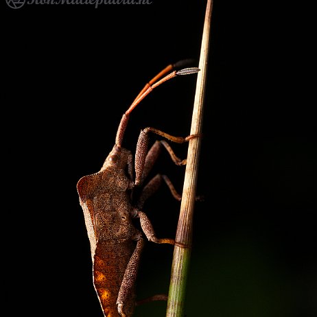 DSC01397 Zuringrandwants (Coreus marginatus)