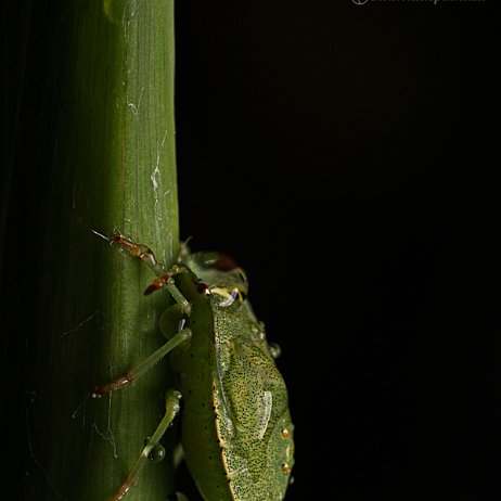 DSC02261 - Groene schildwantse (Palomena prasina) in de regen Groene schildwants (Palomena prasina), ook wel Groene Stinkwants, Stinkwants of Groene Wants