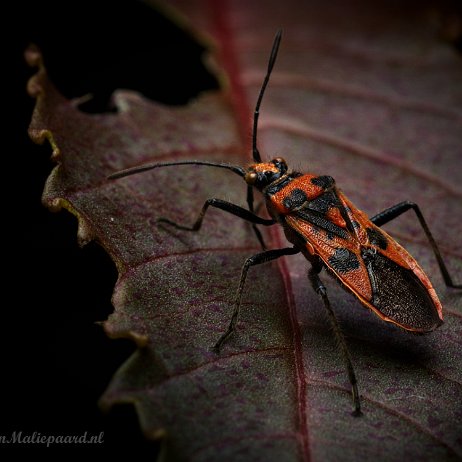 Kever wants DSC03573 - FB - Kaneelknotswants ( Corizus hyoscyami) ook wel Kaneelglasvleugelwants - Watermerk - kopie Kaneelknotswants ( Corizus hyoscyami) ook wel Kaneelglasvleugelwants