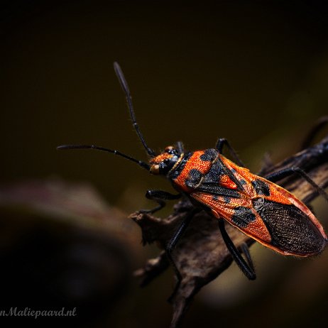 Kever wants DSC03591 - FB - Kaneelknotswants ( Corizus hyoscyami) ook wel Kaneelglasvleugelwants - Watermerk - kopie Kaneelknotswants ( Corizus hyoscyami) ook wel Kaneelglasvleugelwants