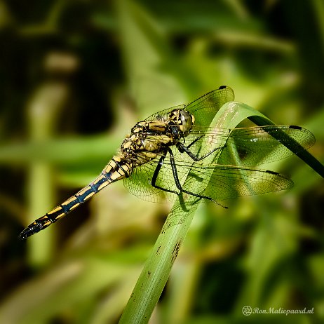 2022-06-12 - Gewone oeverlibel (Orthetrum cancellatum) ♀ - untitled DSC04646-Edit - Instagram Gewone oeverlibel (Orthetrum cancellatum) ♀