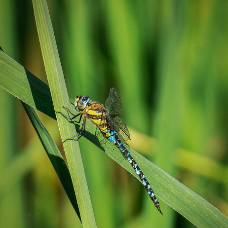 2022-08-28 - Paardenbijter (Aeshna mixta) --DSC06211-ARW_DxO_DeepPRIME-Enhanced-Edit - Instagram2 Paardenbijter (Aeshna mixta)