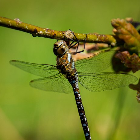 2022-09-14 - Paardenbijter (Aeshna mixta) Tenellaplas Oostvoorne - DSC00708-Edit - Instagram Paardenbijter (Aeshna mixta) Tenellaplas Oostvoorne