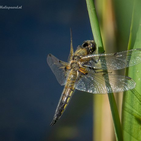 20220603 Tenellaplas Oostvoorne DSC04285-ARW_DxO_DeepPRIME-Edit-Edit Instagram Viervlek (Libellula quadrimaculata)