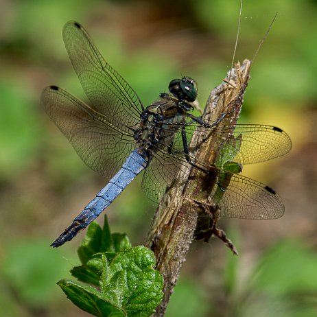 2023-07-07 - Gewone oeverlibel (Orthetrum cancellatum) - DSC06800-Edit - Instagram Gewone oeverlibel (Orthetrum cancellatum)