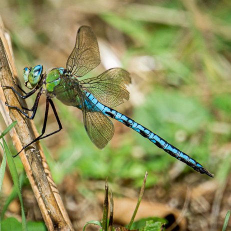 2023-07-07 - Grote keizerlibel (Anax imperator) - DSC06798 - Instagram Grote keizerlibel (Anax imperator)