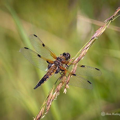 2023-07-11 - Viervlek (Libellula quadrimaculata) - DSC06226-Edit - Instagram Viervlek (Libellula quadrimaculata)