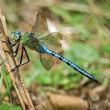 2023-07-14 - Grote keizerlibel (Anax imperator) - DSC06798-Edit-Edit - Instagram Grote keizerlibel (Anax imperator) ♂