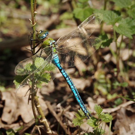 2024-08-20 - Grote keizerlibel (Anax imperator) ♂ 185 DSC02730-Edit - Instagram 72dpi 50 perc Grote keizerlibel (Anax imperator) ♂