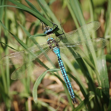 2024-08-20 - Grote keizerlibel (Anax imperator) ♂ 200 DSC02745-Edit - Instagram 72dpi 50 perc Grote keizerlibel (Anax imperator) ♂