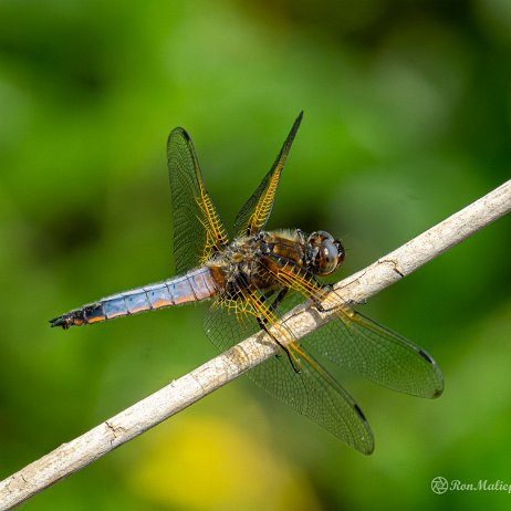 Bruine korenbout (Libellula fulva) - 20220507 De Elzen Dordrecht DSC03579-ARW_DxO_DeepPRIME - Instagram Bruine korenbout (Libellula fulva) ♂