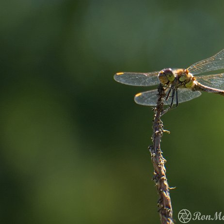 DSC00981 Bruinrode heidelibel (Sympetrum striolatum)