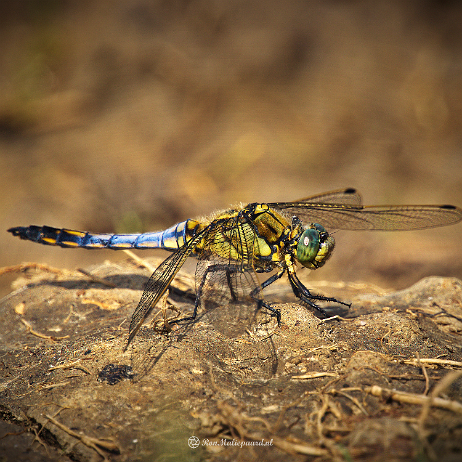 DSC01916- insta - Gewone oeverlibel (Orthetrum cancellatum) - Watermark Gewone oeverlibel (Orthetrum cancellatum) ♂