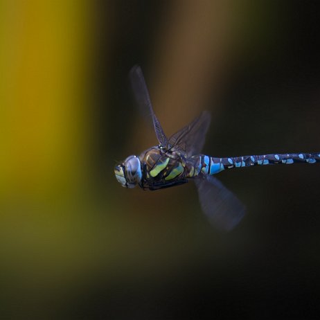 Paardenbijter (Aeshna mixta) ♂ DxO_DeepPRIMEXD_DSC07658-ARW_DxO_DeepPRIMEXD-Edit-2-Edit-gigapixel Instagram Art Paardenbijter (Aeshna mixta) ♂
