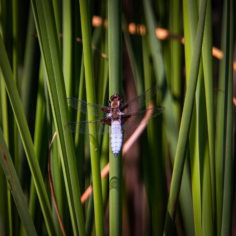 Platbuik (Libellula depressa) DSC00644-Edit Instagram Art Platbuik (Libellula depressa)