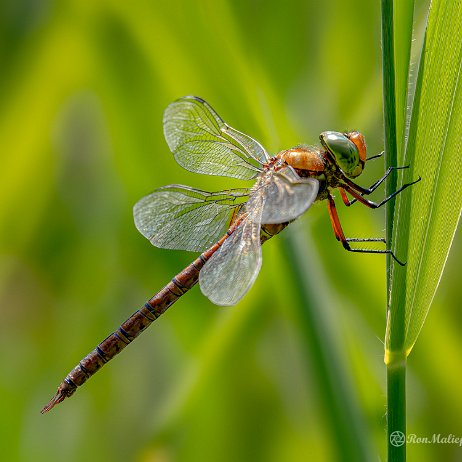 Vroege glazenmaker (Aeshna isoceles) - 20220603 Tenellaplas Oostvoorne DSC04454-ARW_DxO_DeepPRIME-Edit - Instagram Vroege glazenmaker (Aeshna isoceles)