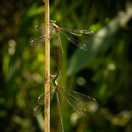 2022-08-28 - Houtpantserjuffer (Chalcolestes viridis) --DSC05024-ARW_DxO_DeepPRIME - Instagram