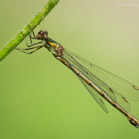 2022-09-19 - Houtpantserjuffer (Chalcolestes viridis) --DSC06656-ARW_DxO_DeepPRIME - Instagram Houtpantserjuffer (Chalcolestes viridis)