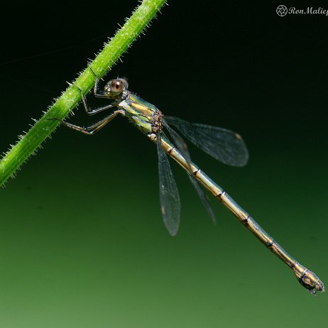 2022-09-19 - Houtpantserjuffer (Chalcolestes viridis) --DSC06662-ARW_DxO_DeepPRIME - Instagram Houtpantserjuffer (Chalcolestes viridis)