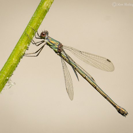 2022-09-19 - Houtpantserjuffer (Chalcolestes viridis) --DSC06671-ARW_DxO_DeepPRIME - Instagram Houtpantserjuffer (Chalcolestes viridis)