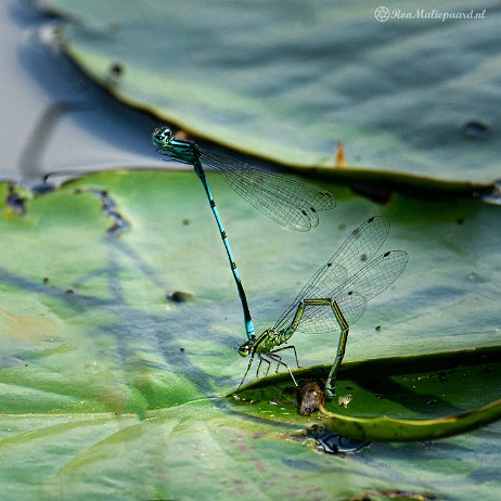 Azuurwaterjuffer (Coenagrion puella) - 20220603 Tenellaplas Oostvoorne DSC04558-ARW_DxO_DeepPRIME-Edit - Instagram square Azuurwaterjuffer (Coenagrion puella)