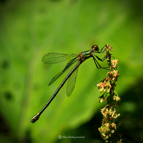 DSC02841- insta - Houtpantserjuffer (Chalcolestes viridis) - Watermark Houtpantserjuffer (Chalcolestes viridis) ♀