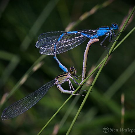 Libelle Watersnuffel (Enallagma cyathigerum) parend