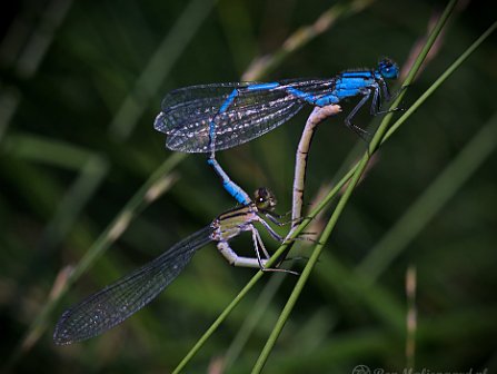 Waterjuffers ( Damselfly) Waterjuffers (Damselflies)