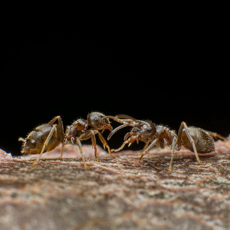 2024-01-06 - Wegmier (Lasius niger), gewone wegmier, zwarte wegmier of zwartbruine wegmier - DSC09586 - Instagram Wegmier (Lasius niger), gewone wegmier, zwarte wegmier of zwartbruine wegmier