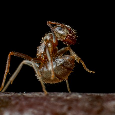 Wegmier (Lasius niger), gewone wegmier, zwarte wegmier of zwartbruine wegmier DSC09572-2 jAlbum Wegmier (Lasius niger), gewone wegmier, zwarte wegmier of zwartbruine wegmier