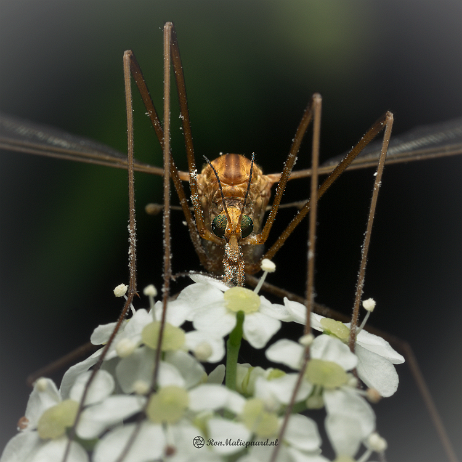 DSC00351- insta - Langpootmug (Tipulidae) - Watermark Langpootmug (Tipulidae)