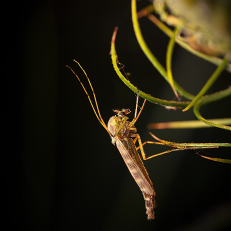 Mug DSC02951- insta - Dansmug (Chironomidae spec.) of vedermug Vrouwtje - Watermark-SAI-softness