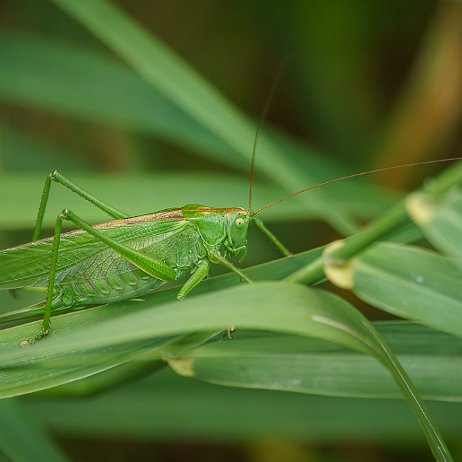 2023-07-07 - Grote groene sabelsprinkhaan (Tettigonia viridissima) - DSC06806 - Instagram Grote groene sabelsprinkhaan (Tettigonia viridissima)