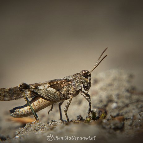 DSC00733 Blauwvleugelsprinkhaan (Oedipoda caerulescens) - Tenellaplas, Oostvoorne Blauwvleugelsprinkhaan (Oedipoda caerulescens)