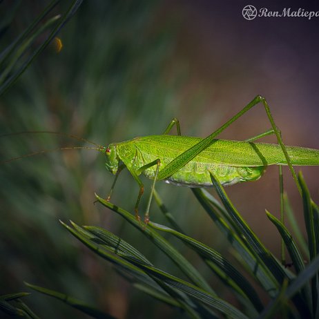 DSC01644 Sikkelsprinkhaan (Phaneroptera falcata) Sikkelsprinkhaan (Phaneroptera falcata)